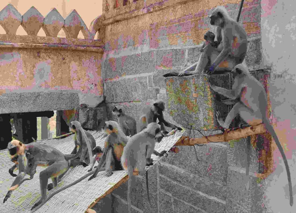 Black-faced monkeys at the temple