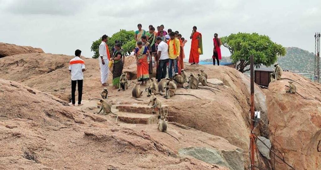 Friendly monkeys at Anjanadri Hill