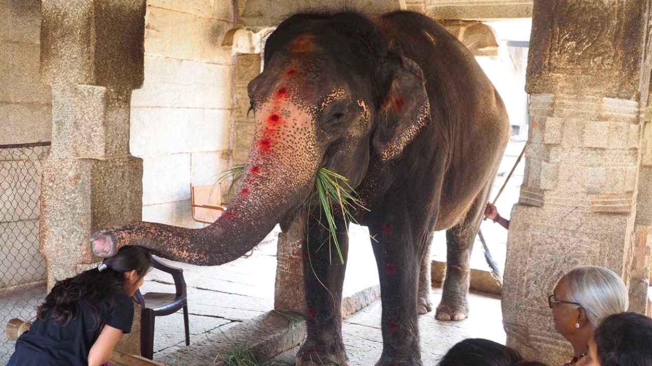 Lakshmi blesses visitors with her trunk