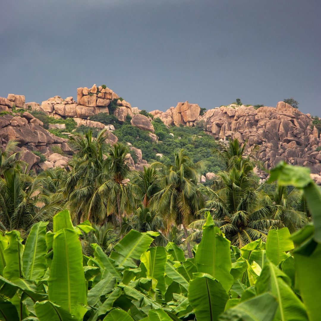 Pre-rain view of banana and coconut trees in Hampi