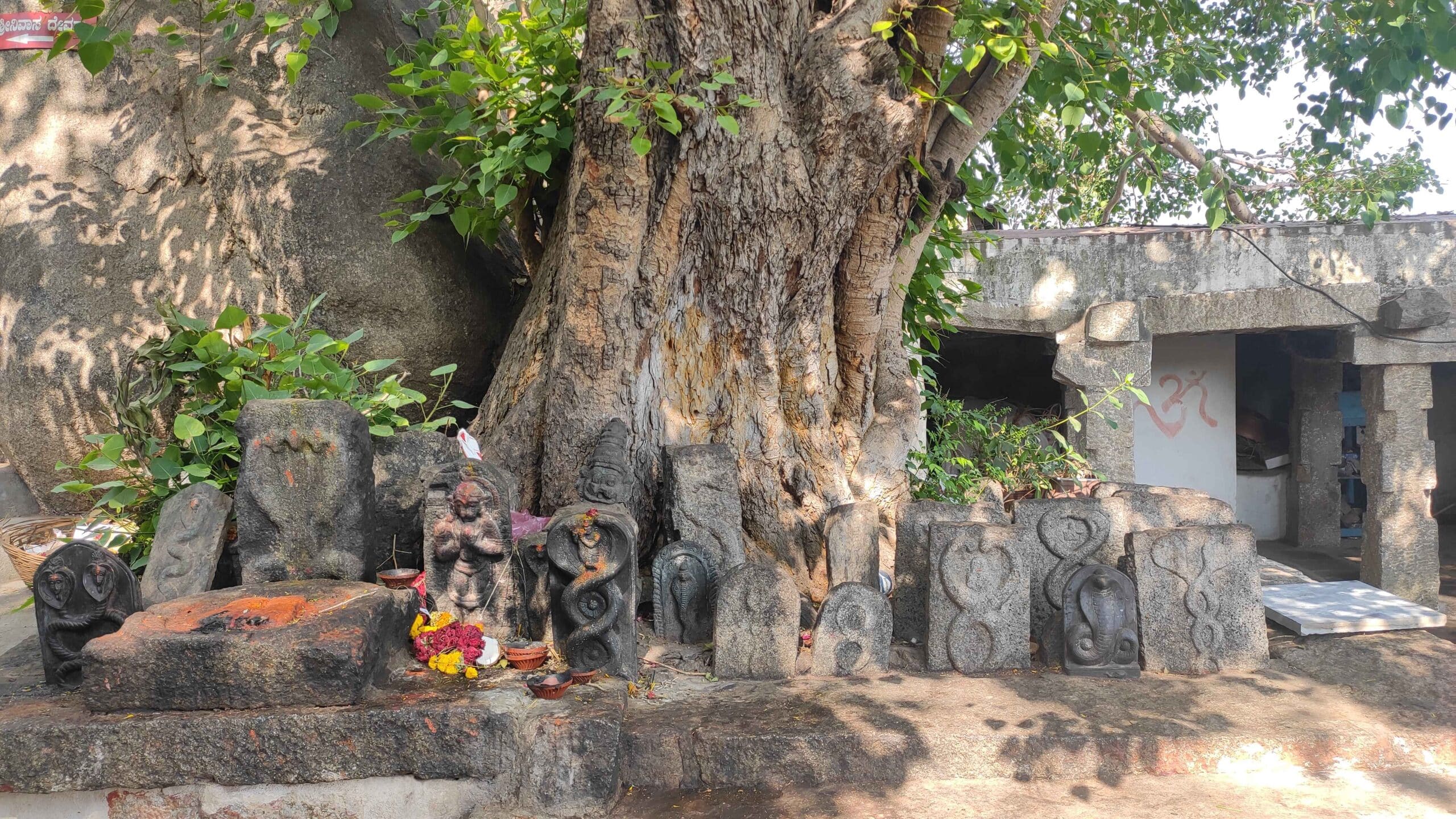 Sacred Fig Tree with Snake Sculpture Stones