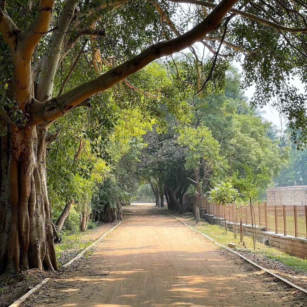 The path beside the temple, lined with lush green trees