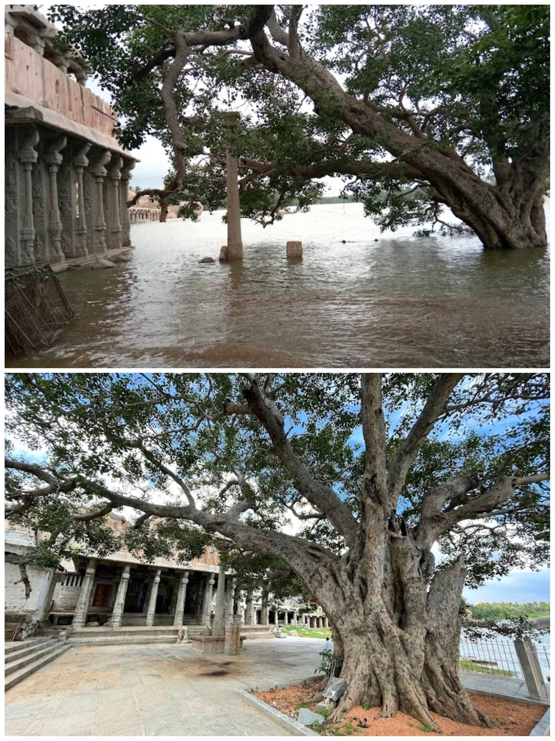 View of Tungabhadra river water flooding the Kodandarama temple premises