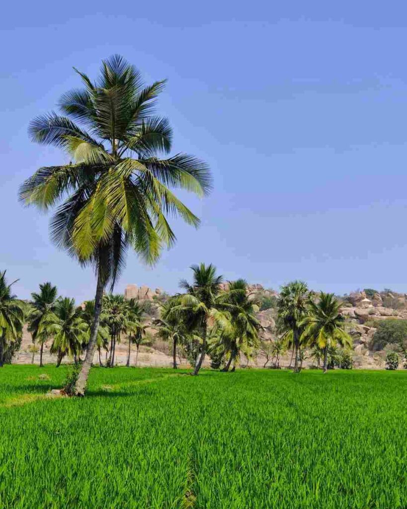 Palm trees standing in a green field on Hippie Island.
